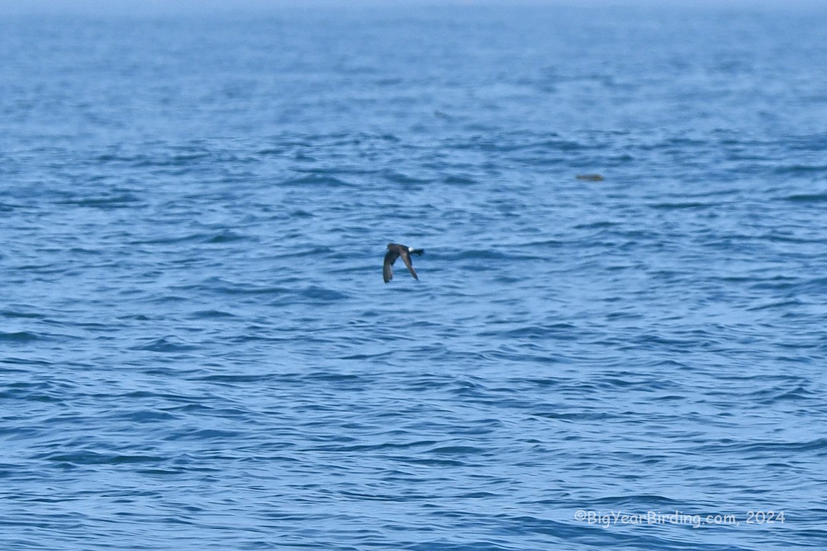 Wilson's Storm-Petrel - ML619461061