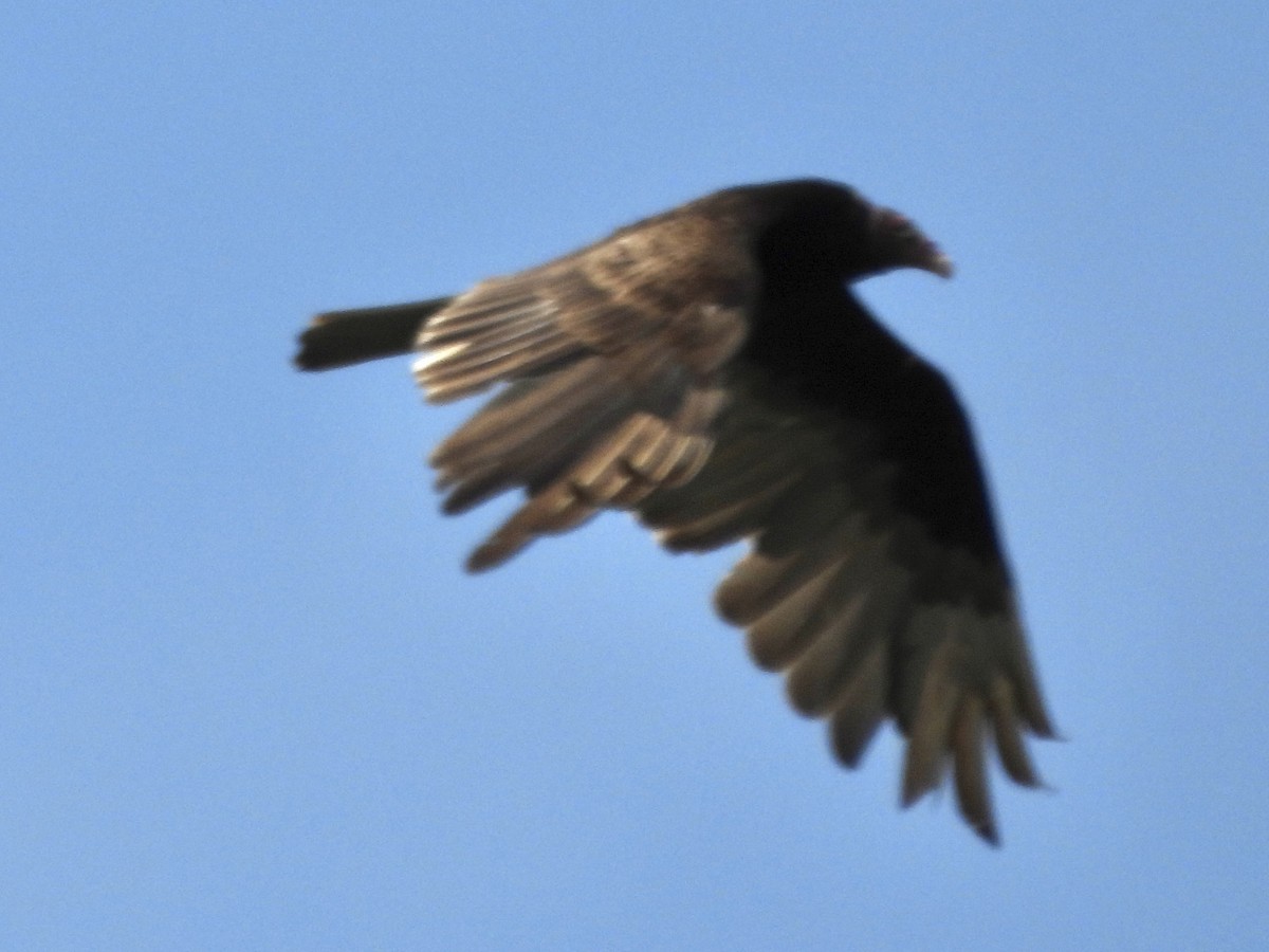 Turkey Vulture - Leann Henderson