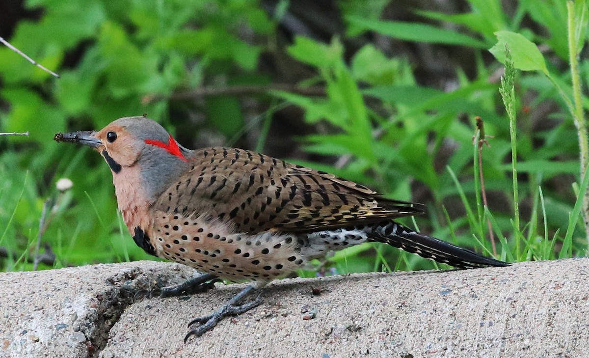 Northern Flicker - Larry Sirvio