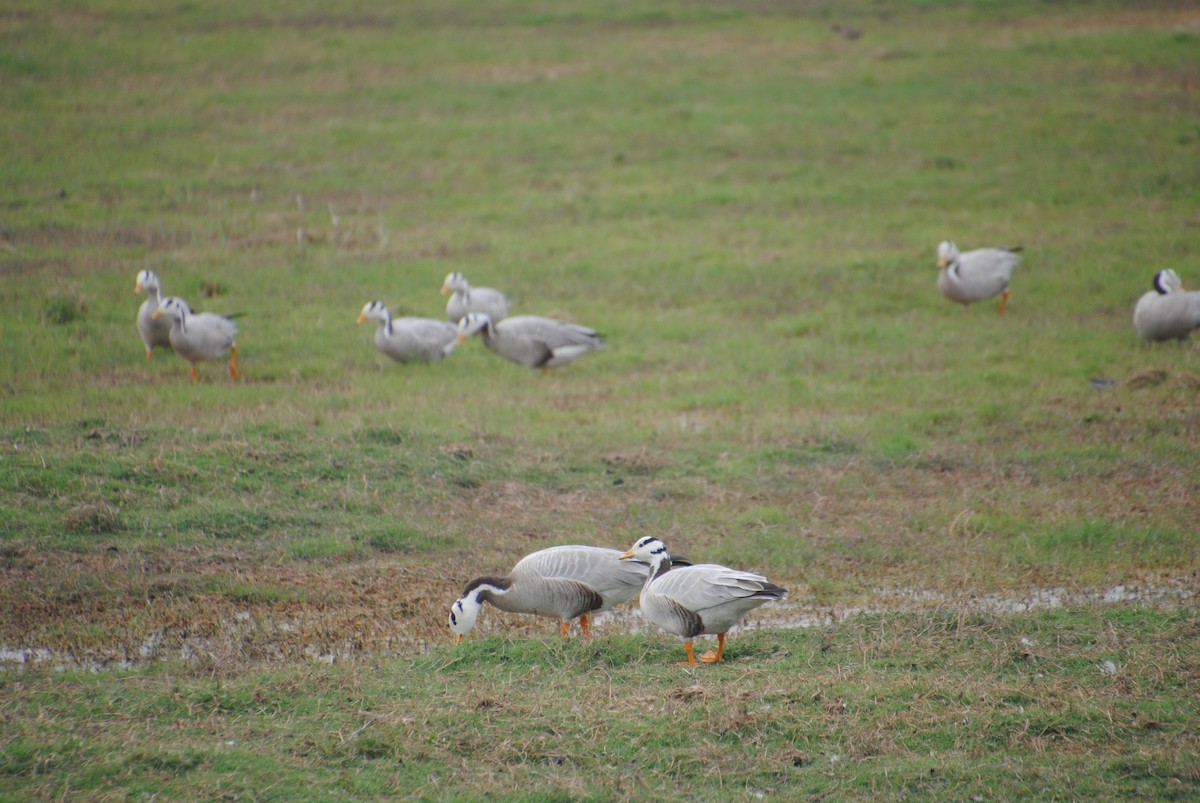 Bar-headed Goose - ML619461076