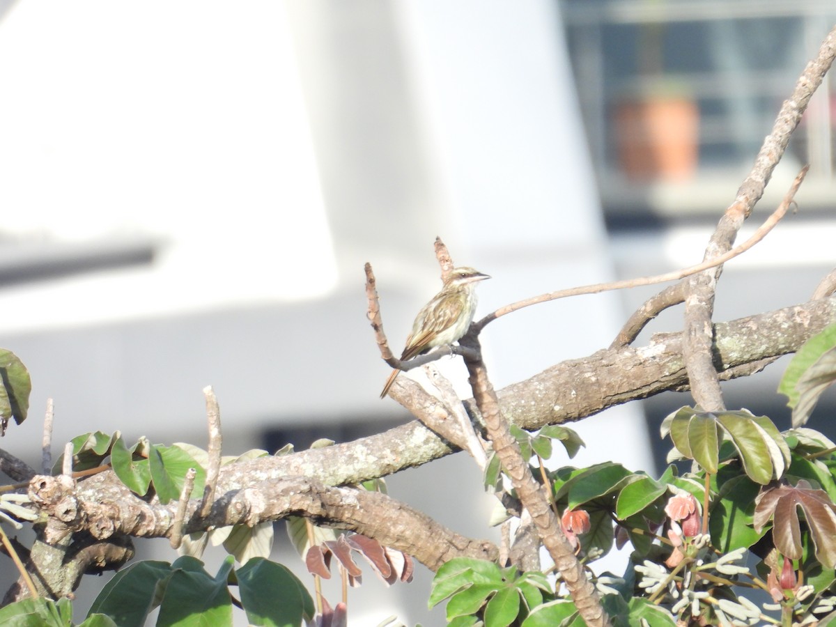 Streaked Flycatcher - Juan Ramírez