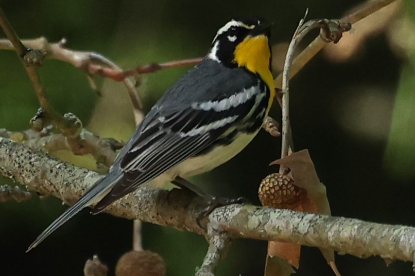 Yellow-throated Warbler - Duane Yarbrough