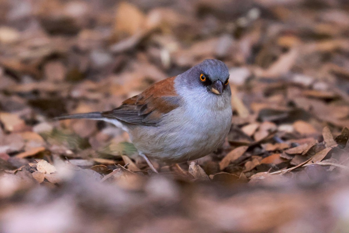 Yellow-eyed Junco - Joey McCracken