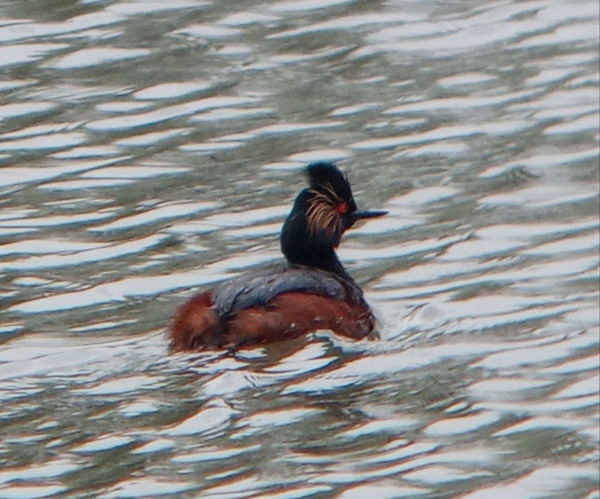 Eared Grebe - Kerah Braham