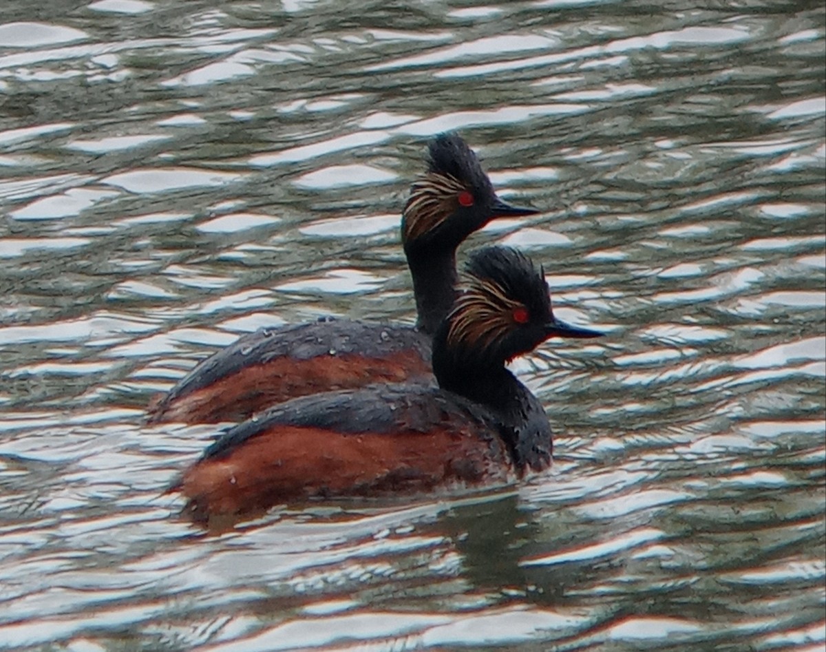 Eared Grebe - Kerah Braham