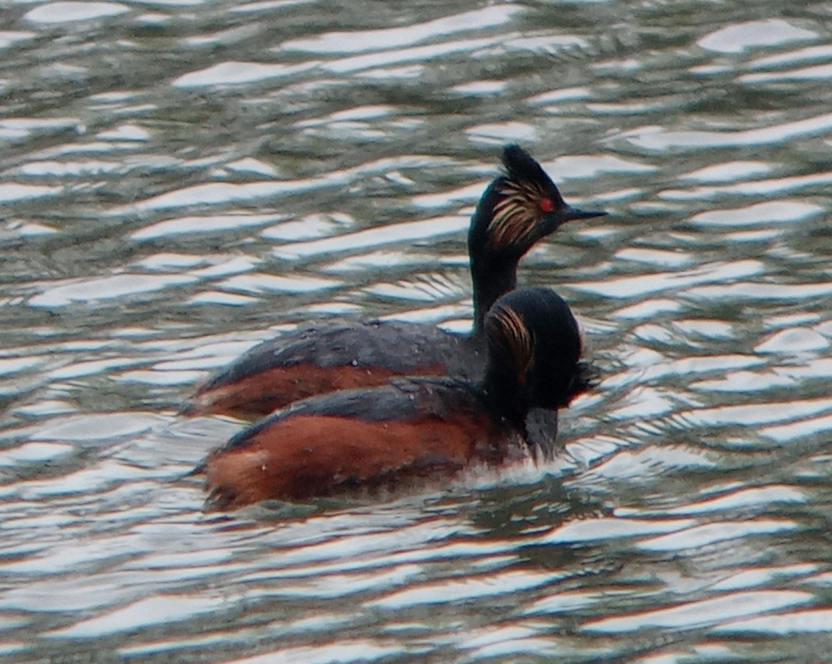 Eared Grebe - Kerah Braham