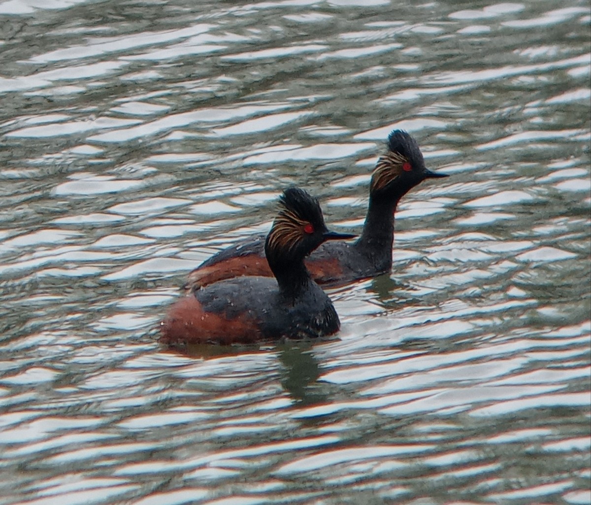 Eared Grebe - Kerah Braham