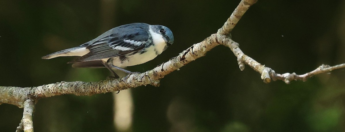 Cerulean Warbler - Duane Yarbrough