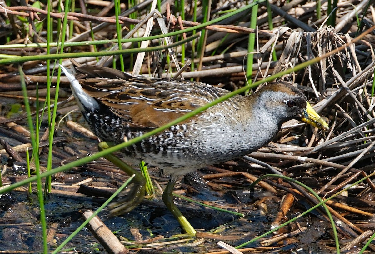 Sora - Lori Bellis