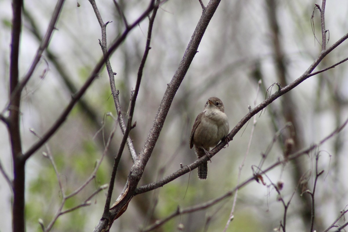 House Wren (Northern) - Anne R.