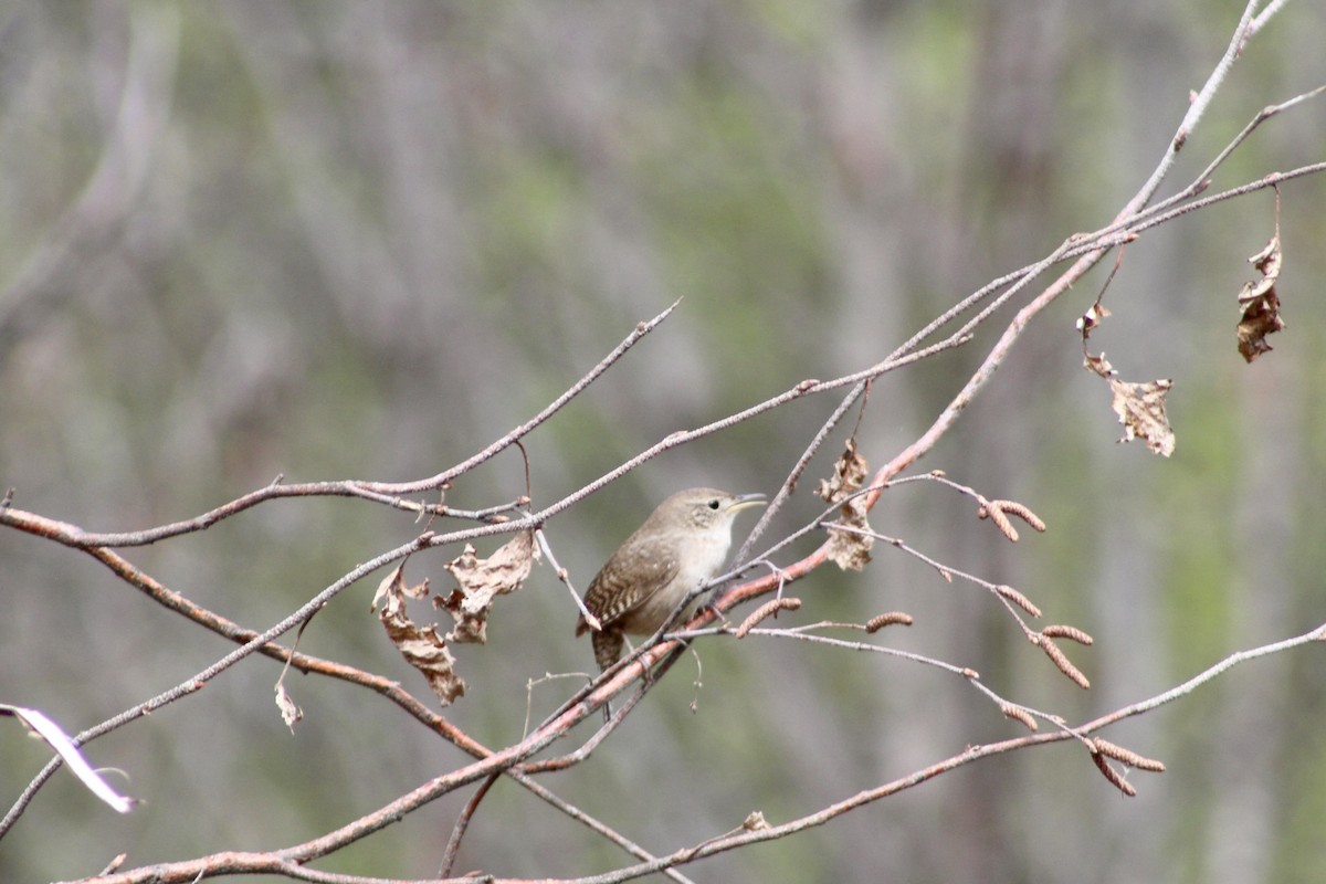 House Wren (Northern) - Anne R.