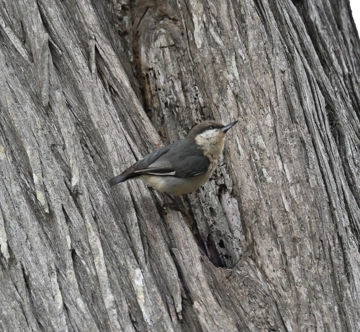 Pygmy Nuthatch - Phil Swan