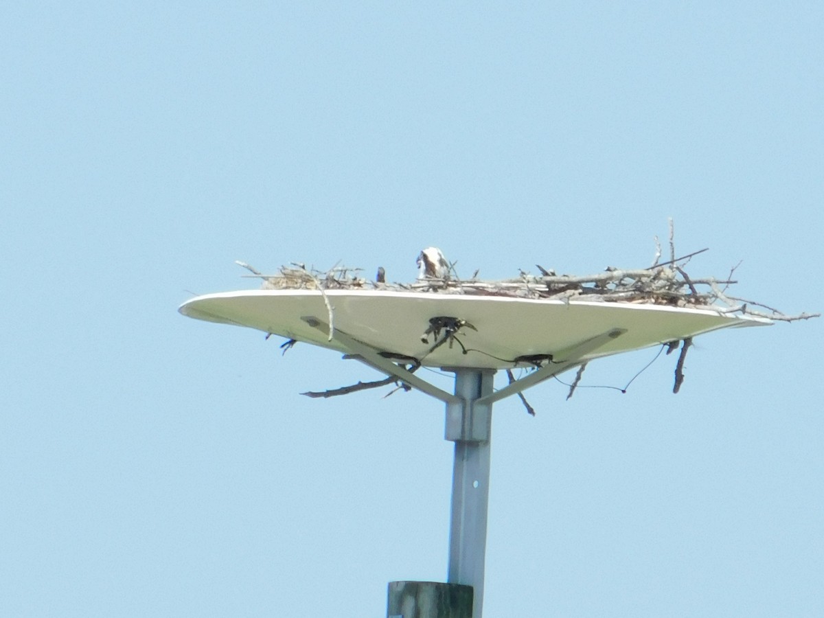 Águila Pescadora - ML619461113