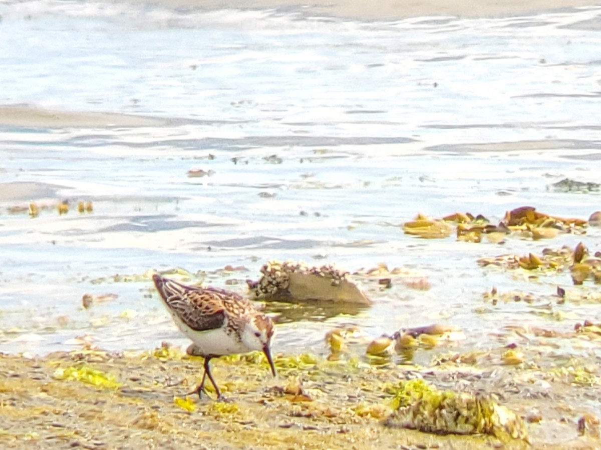 Western Sandpiper - Mark Swanson