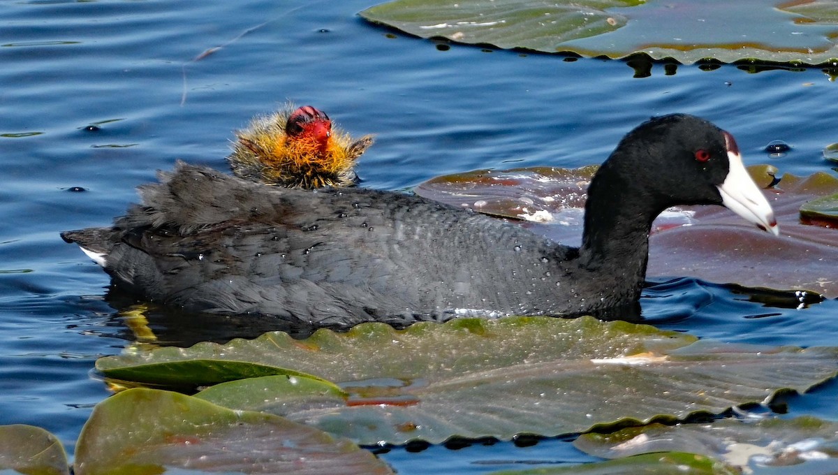 American Coot - Lori Bellis