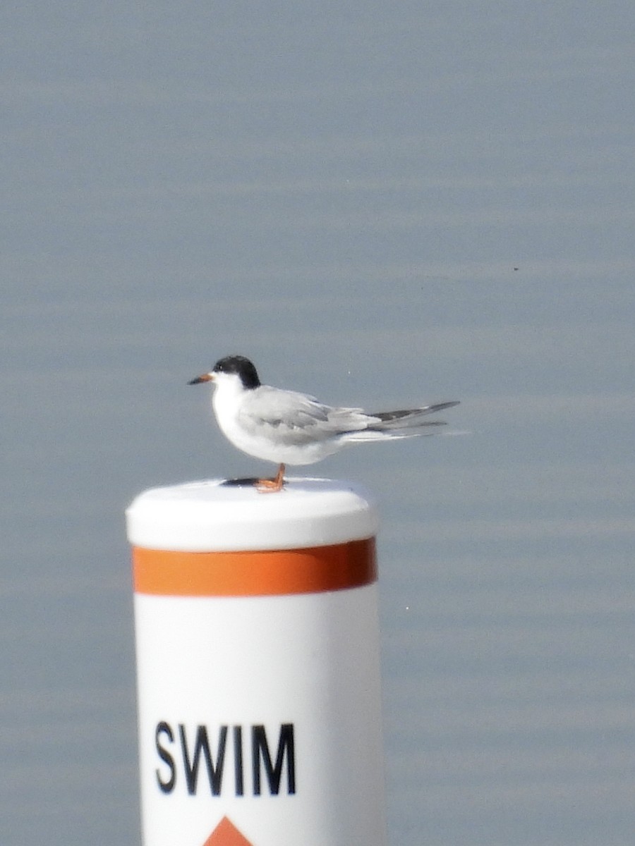 Forster's Tern - Tracy Mosebey