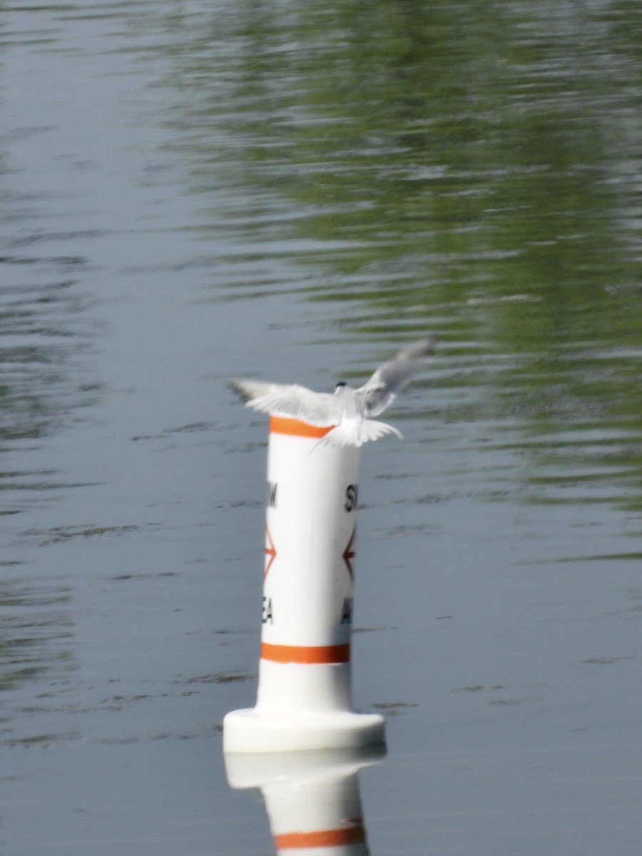 Forster's Tern - Tracy Mosebey