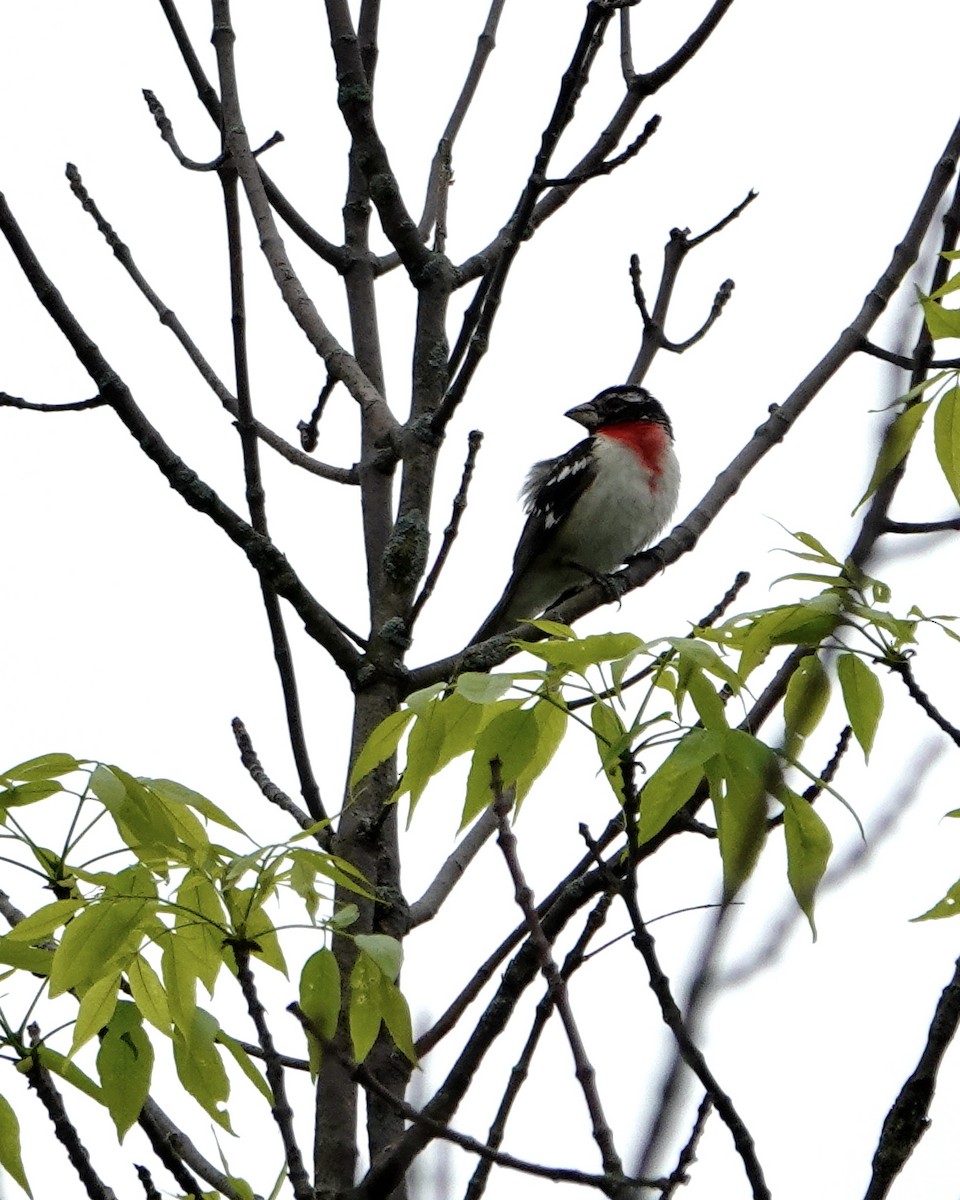 Rose-breasted Grosbeak - Tom Shepard