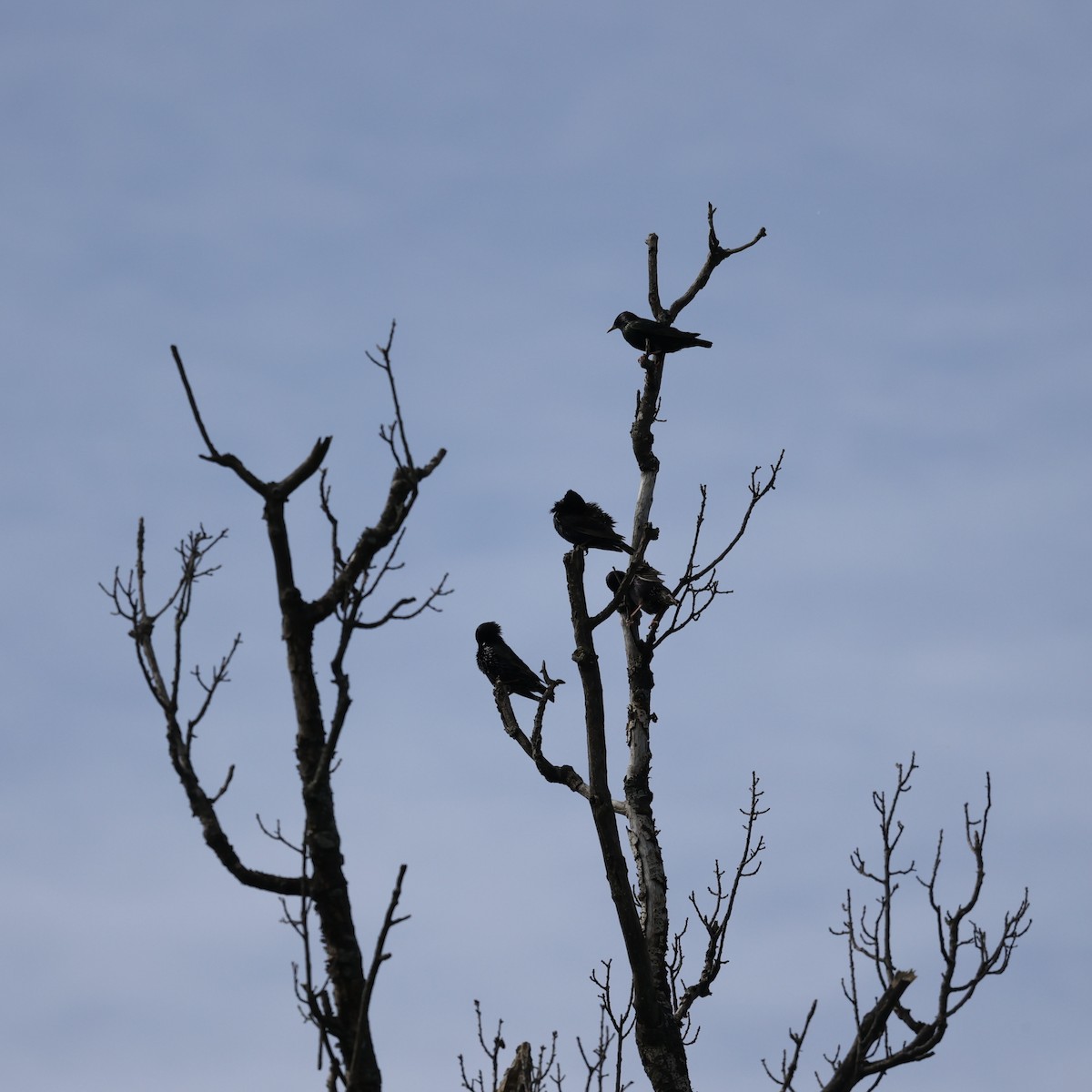 European Starling - Michael Burkhart