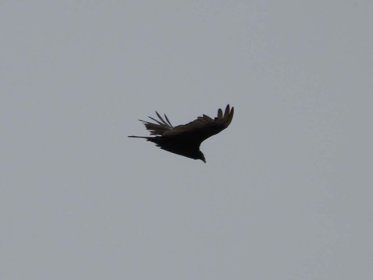 Turkey Vulture - Leann Henderson