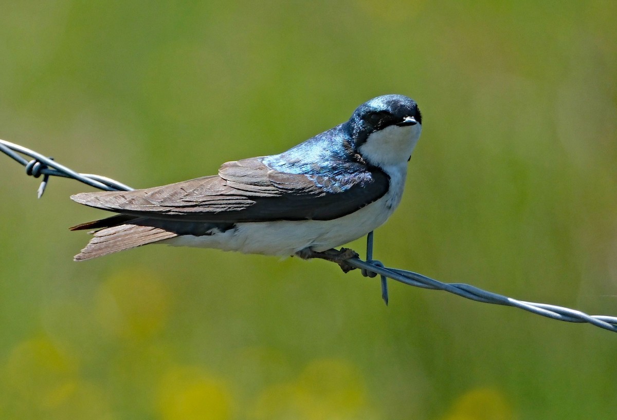 Tree Swallow - Lori Bellis