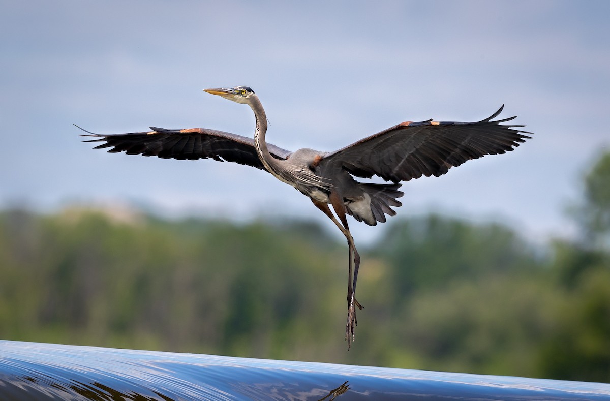 Great Blue Heron - John Plummer