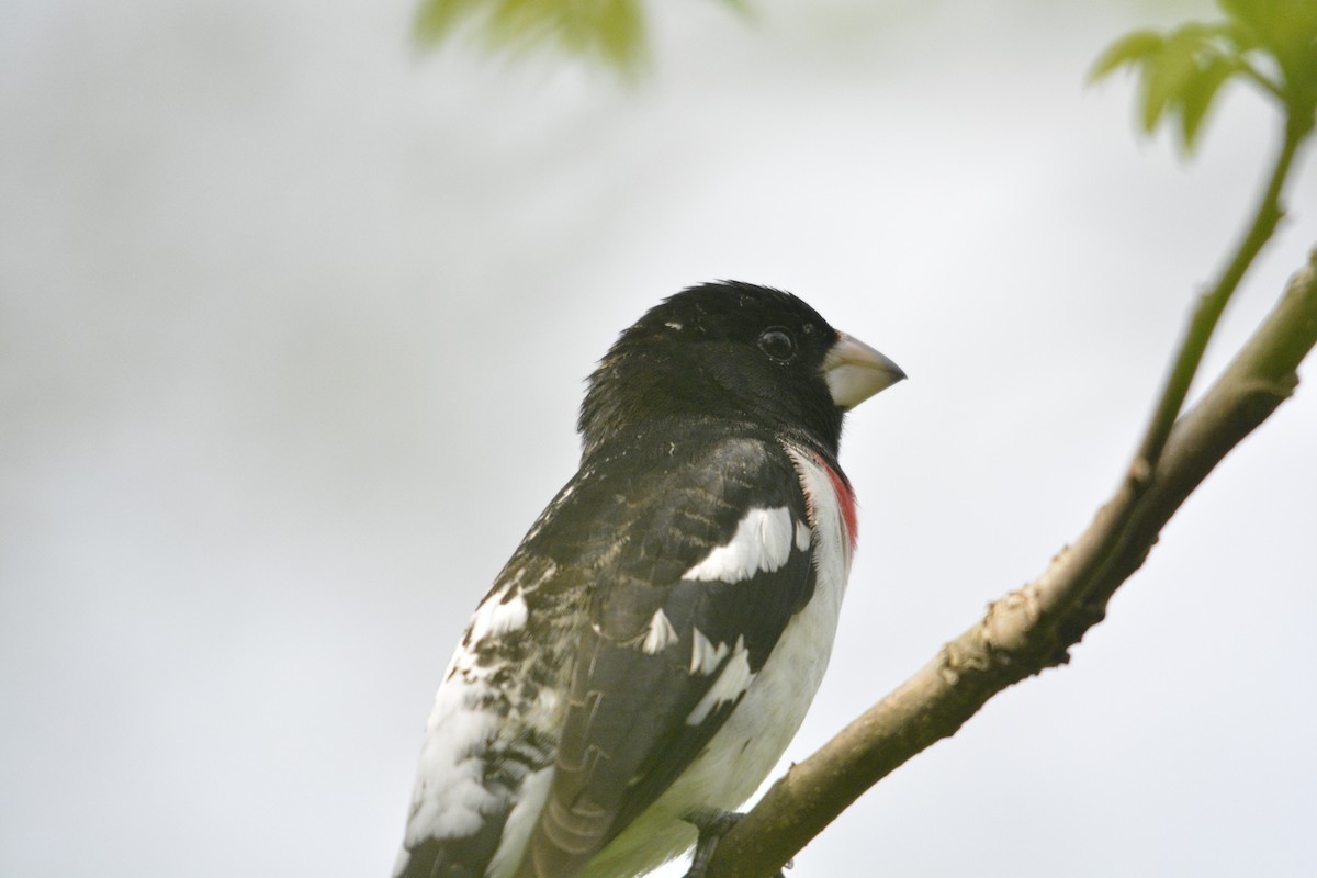 Rose-breasted Grosbeak - Kevin Adeli