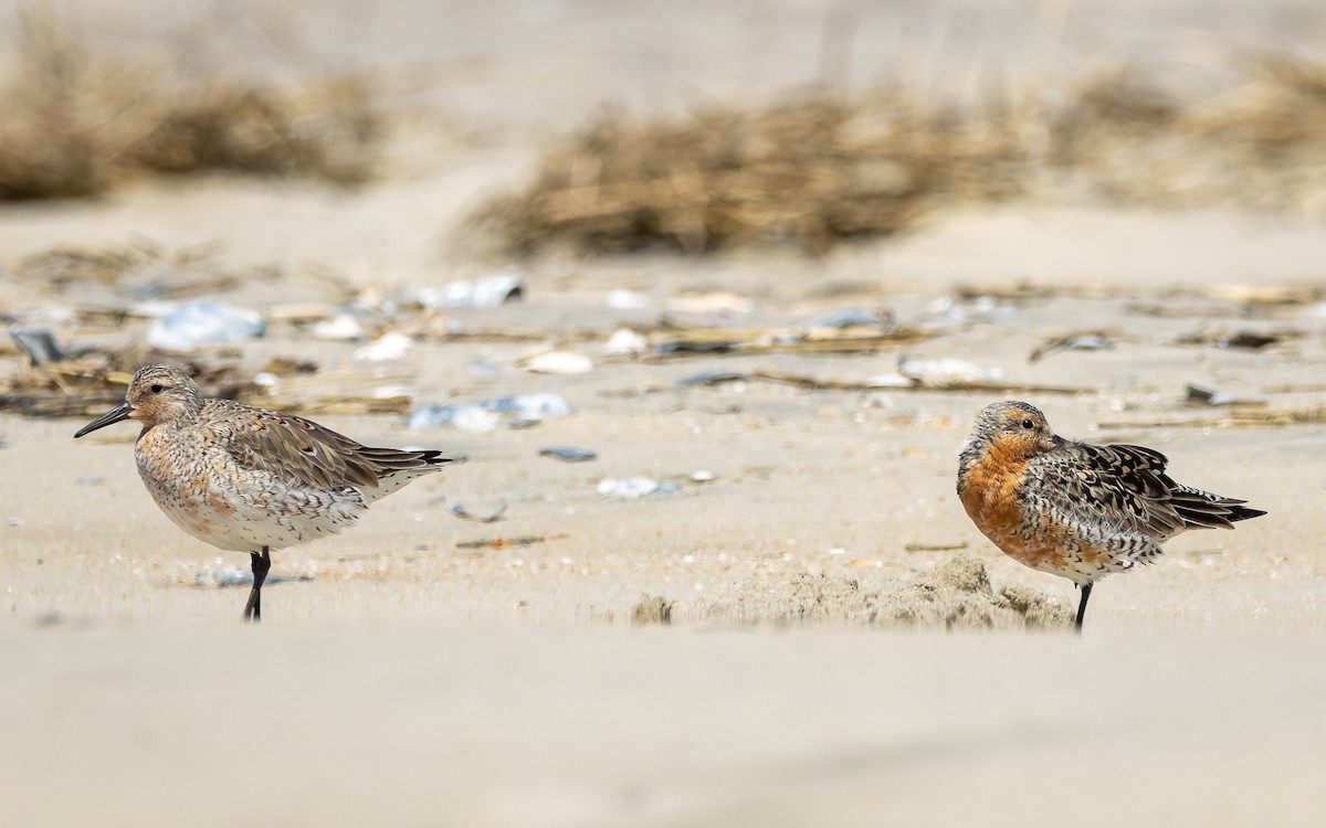 Red Knot - Atlee Hargis