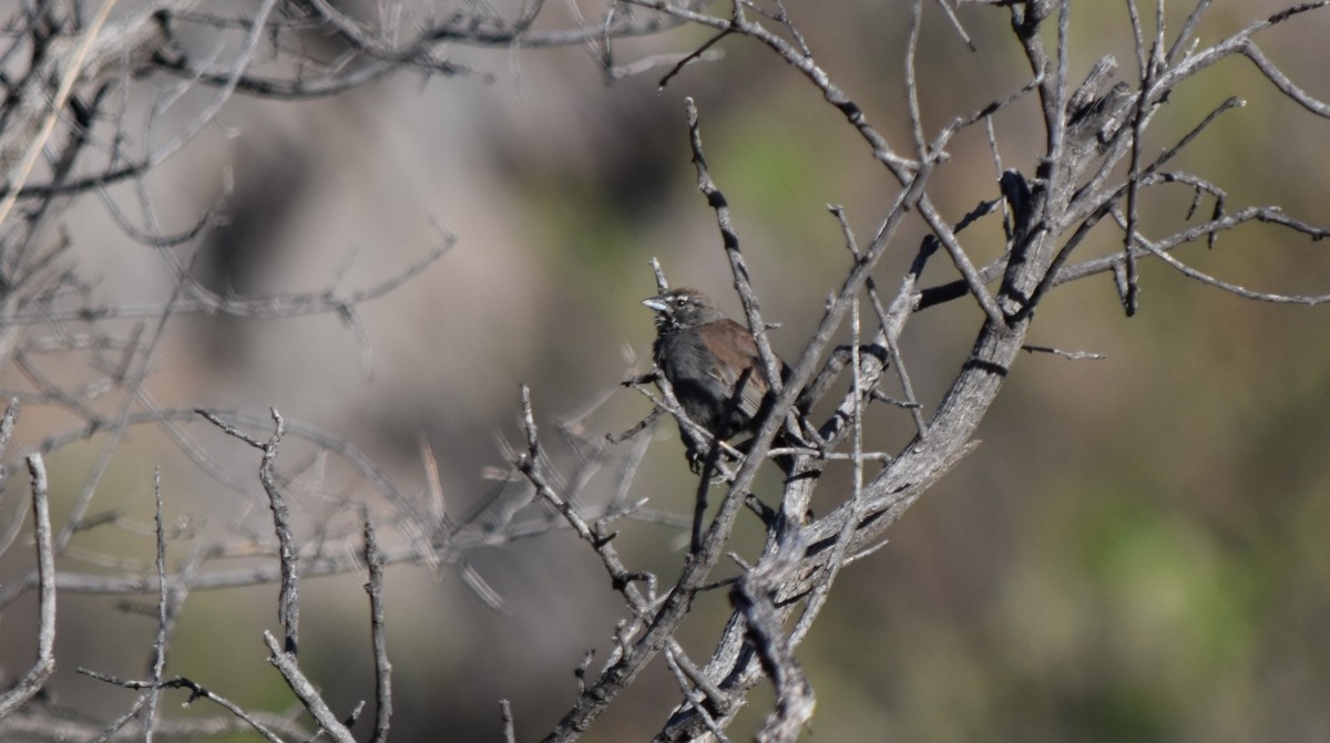 Five-striped Sparrow - Steve Nord