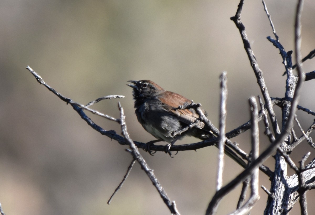 Five-striped Sparrow - Steve Nord