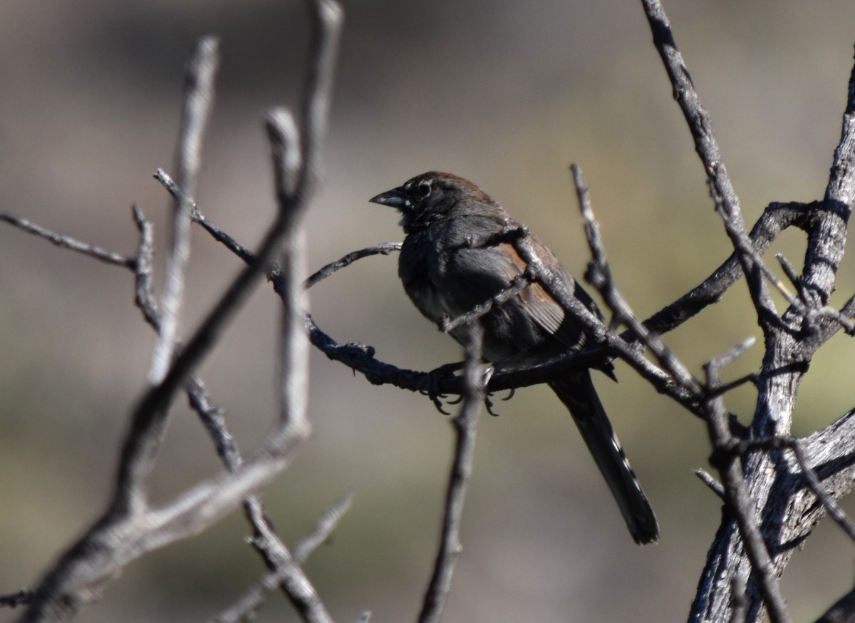 Five-striped Sparrow - Steve Nord