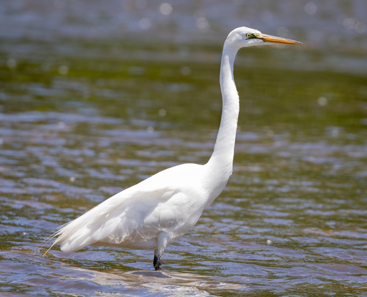 Great Egret - John Plummer