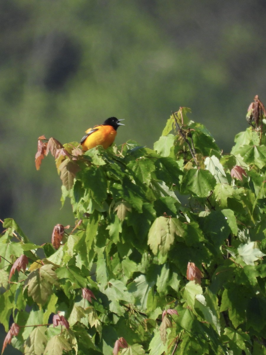 Baltimore Oriole - Tracy Mosebey