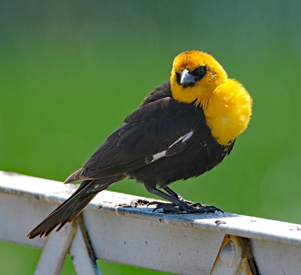 Yellow-headed Blackbird - Lori Bellis