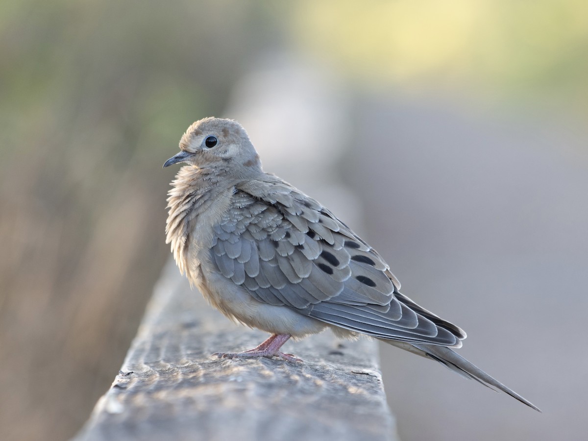 Mourning Dove - Rene sun