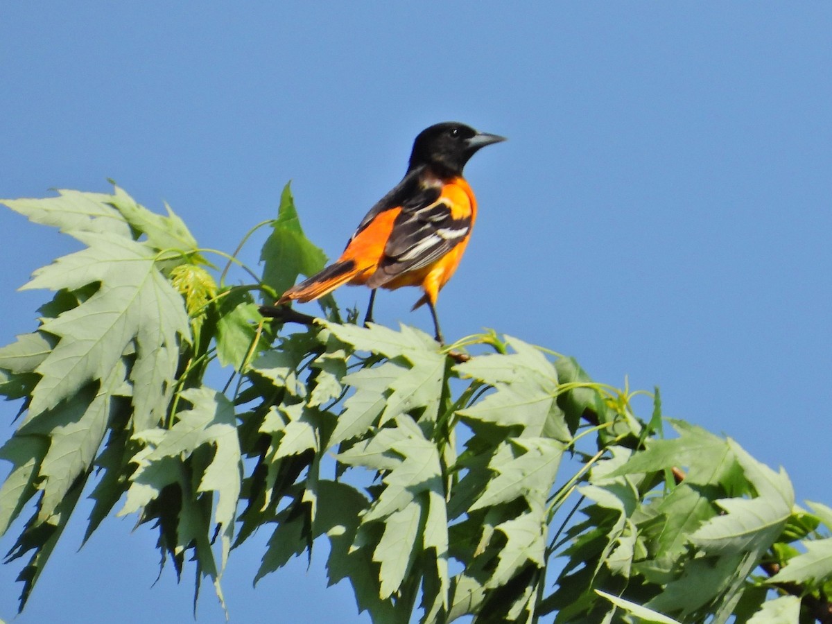 Baltimore Oriole - Mireille Plouffe