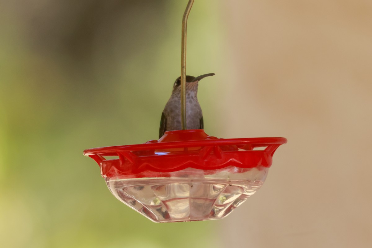 Anna's Hummingbird - Joey McCracken