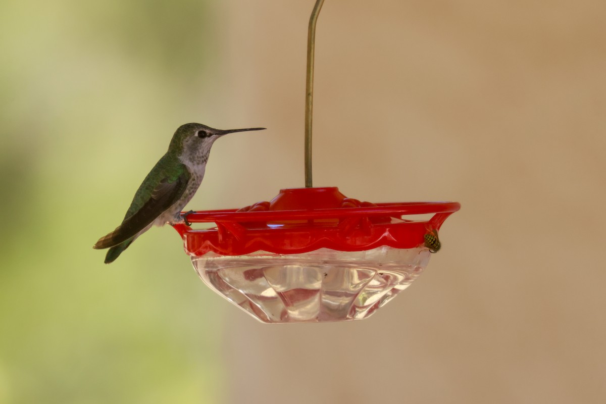 Anna's Hummingbird - Joey McCracken