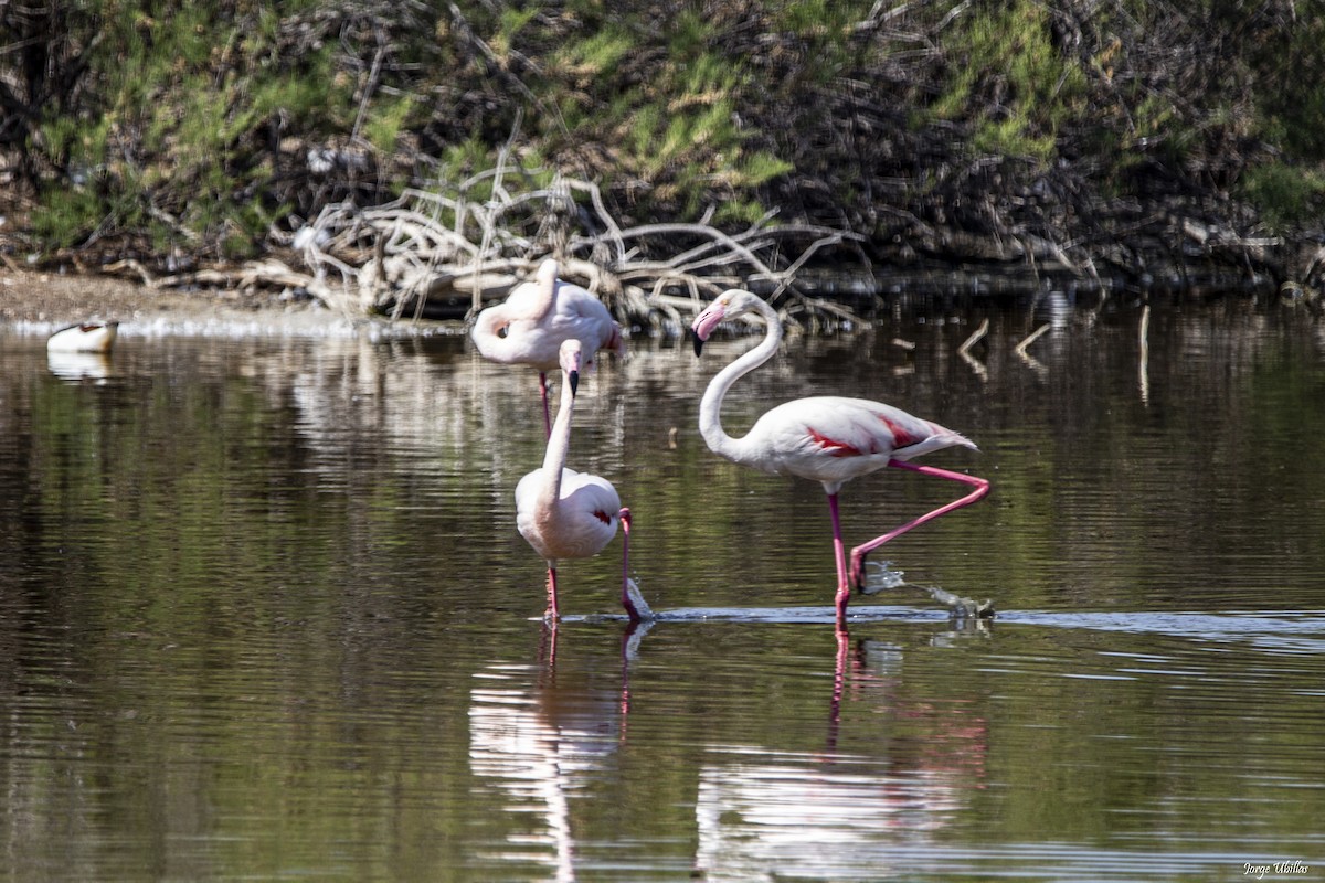 Greater Flamingo - Jorge Luis Ubillas Herrera