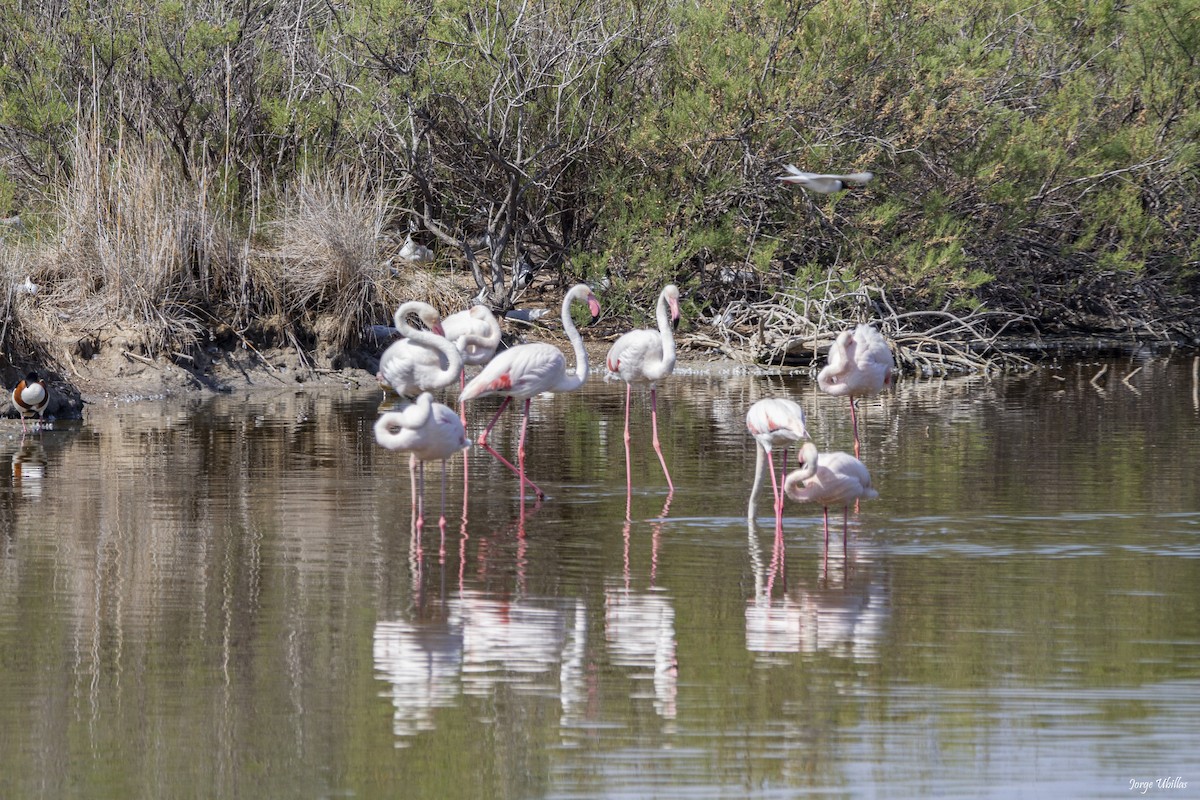 Greater Flamingo - Jorge Luis Ubillas Herrera