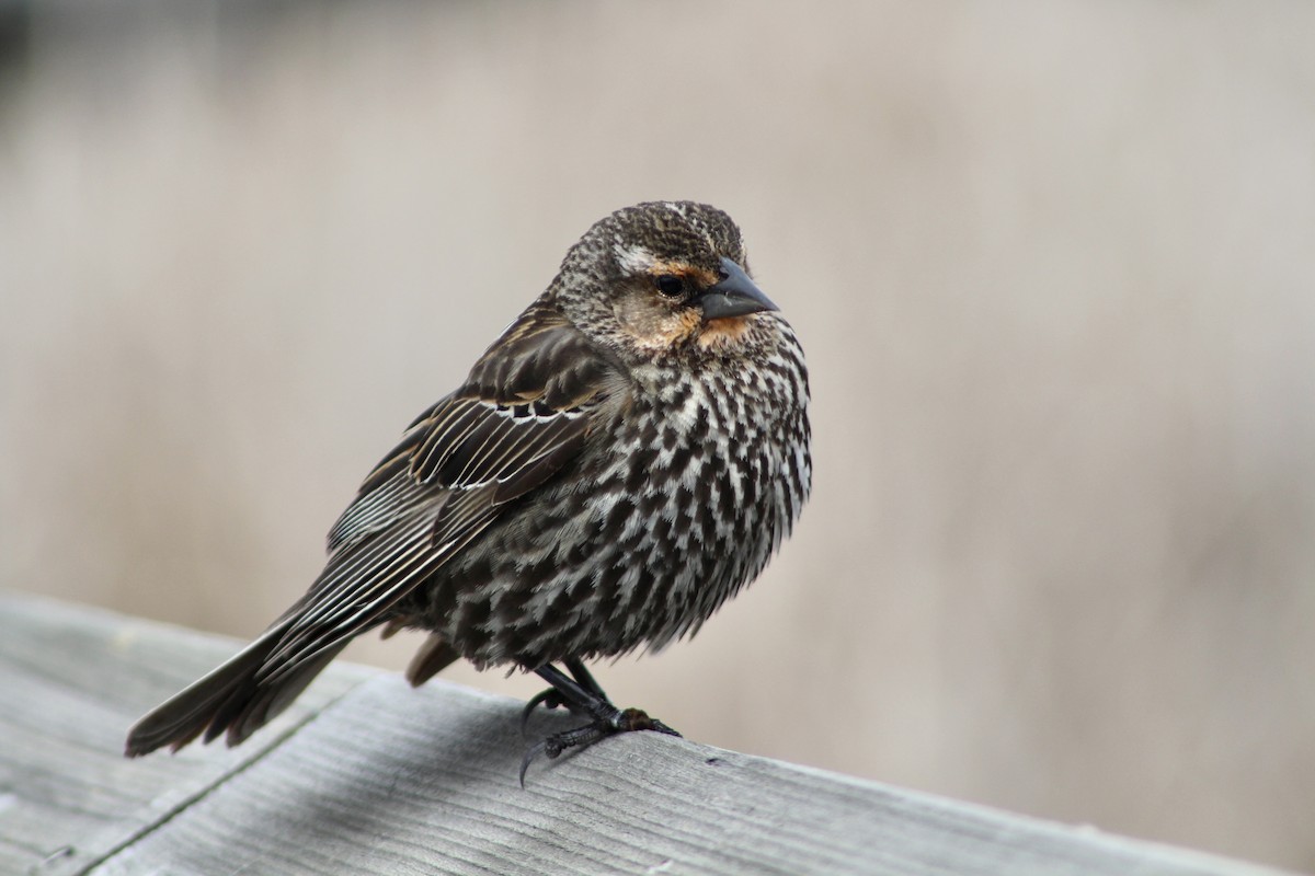 Red-winged Blackbird (Red-winged) - Anne R.