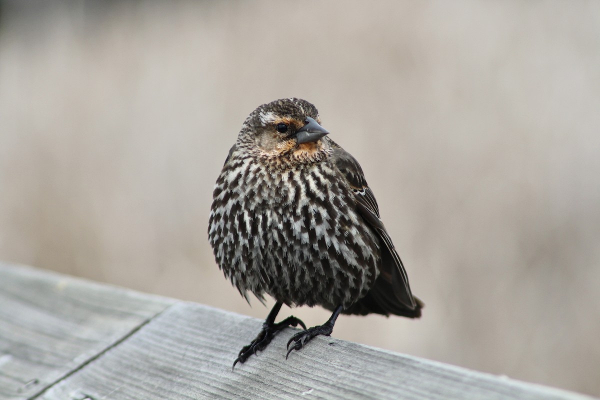 Red-winged Blackbird (Red-winged) - Anne R.