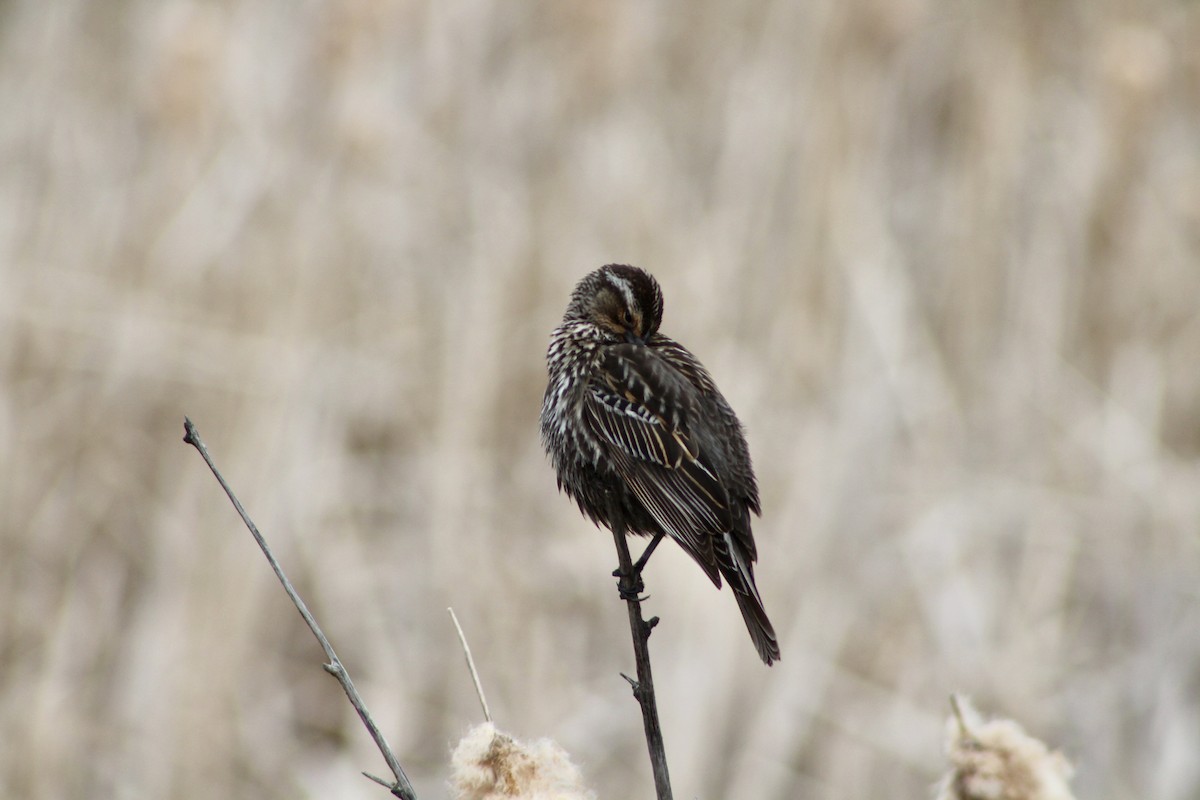 Red-winged Blackbird (Red-winged) - Anne R.