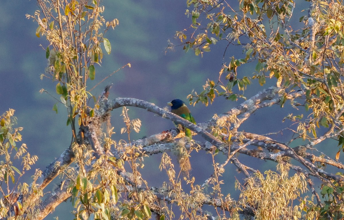 Great Barbet - Peter Crosson