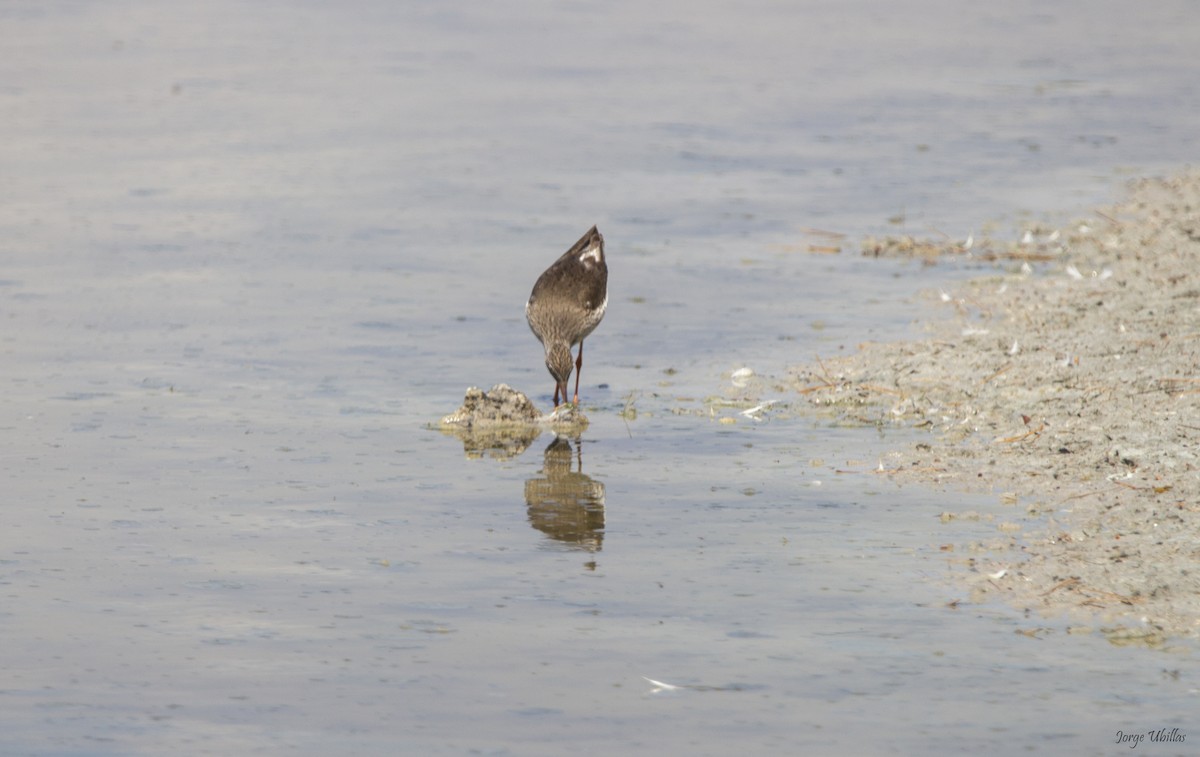 Common Redshank - Jorge Luis Ubillas Herrera