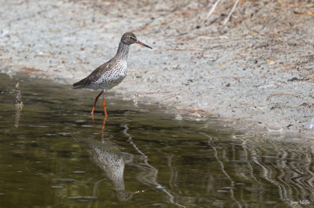 Common Redshank - Jorge Luis Ubillas Herrera