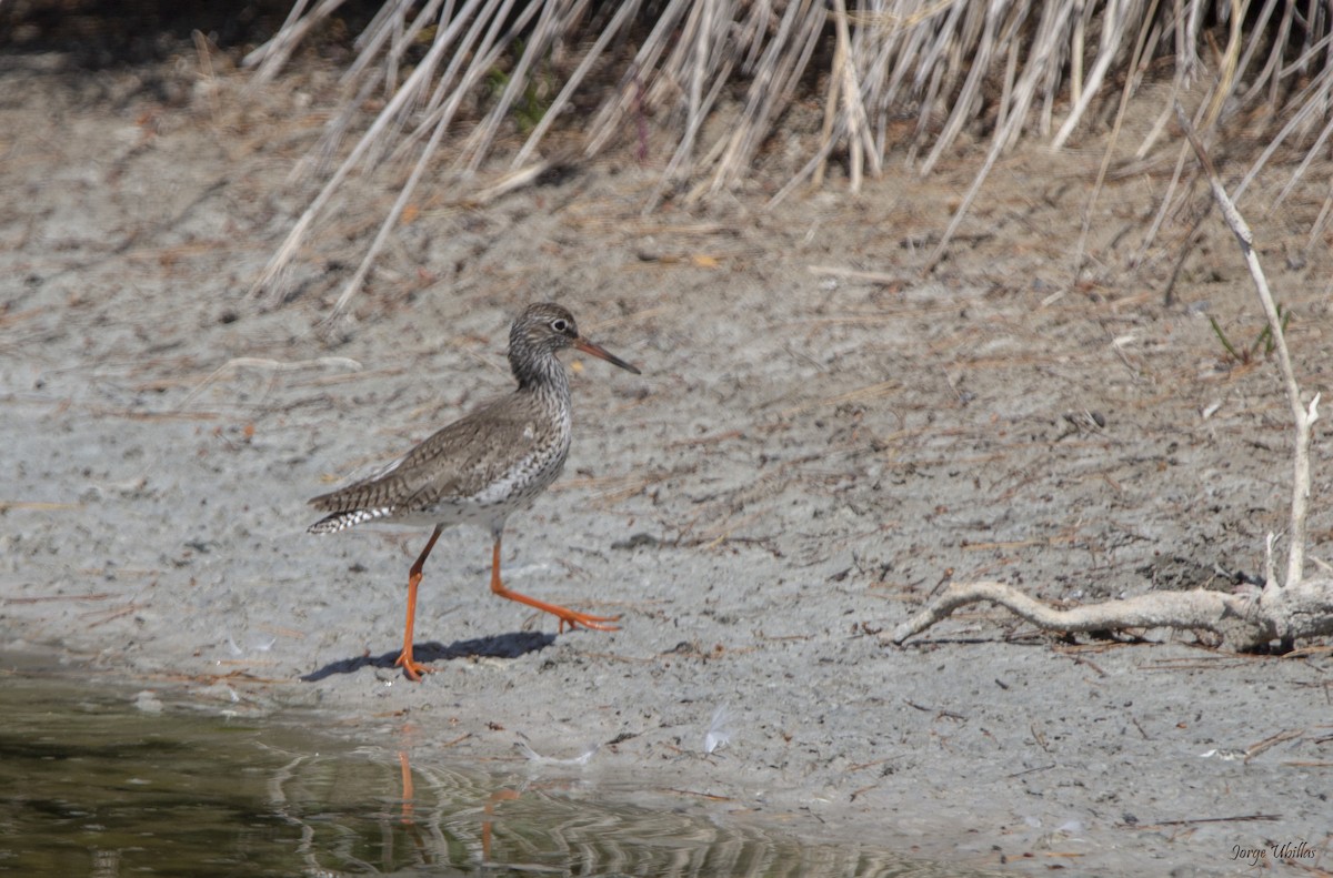 Common Redshank - Jorge Luis Ubillas Herrera