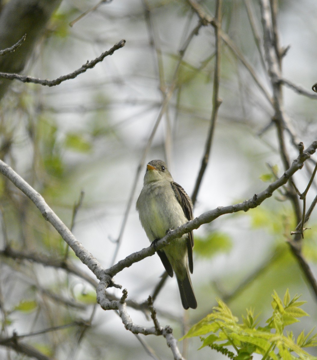 Eastern Wood-Pewee - Kevin Adeli