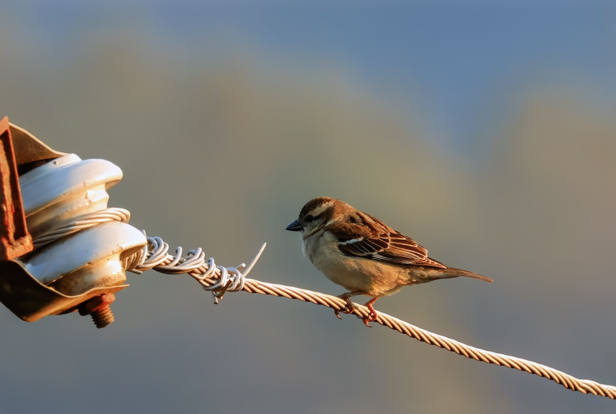 Russet Sparrow - Peter Crosson