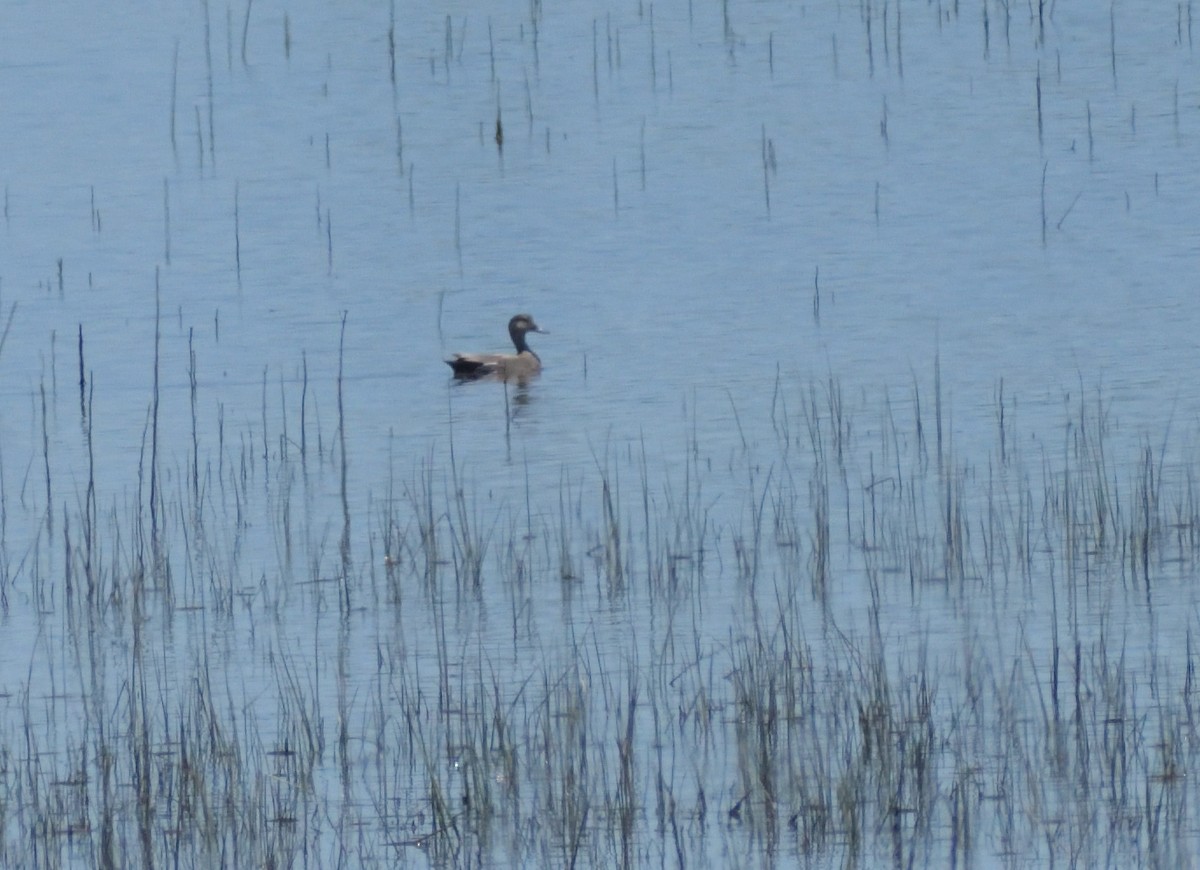 Gadwall - ML619461237